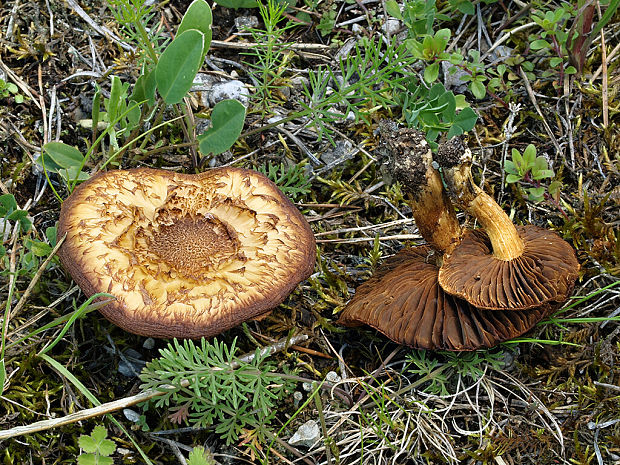 vláknica olivovohnedá Mallocybe dulcamara (Pers.) Vizzini, Maggiora, Tolaini & Ercole