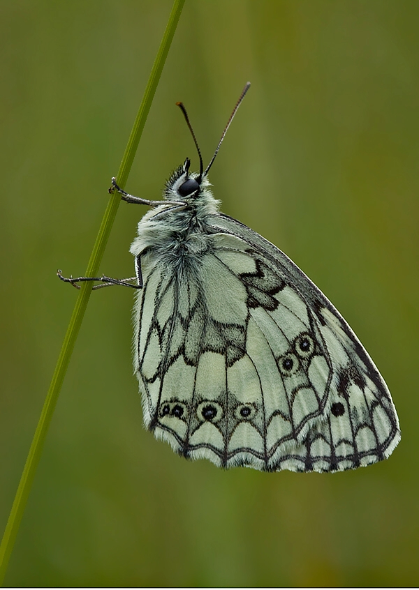 očkáň timotejkový Melanargia galathea