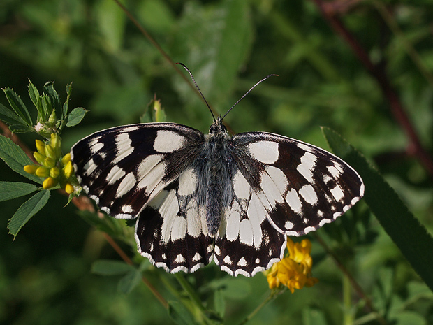 očkáň timotejkový  Melanargia galathea  Linnaeus,1758