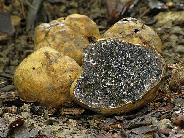 černúšik Melanogaster sp.