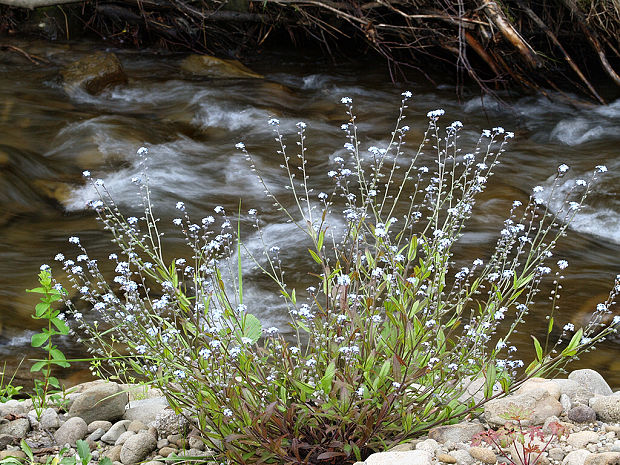 nezábudka Myosotis sp.