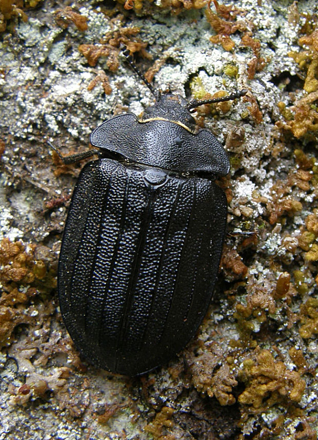 ploskáň veľký / kornatec velký Peltis grossum Linnaeus, 1758