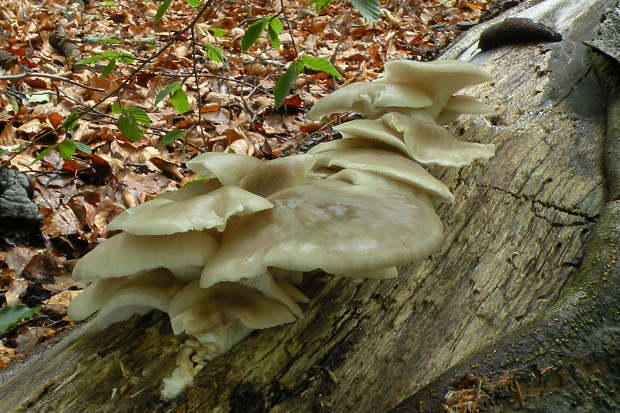 hliva buková Pleurotus pulmonarius (Fr.) Quél.