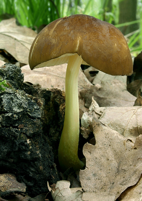 štítovka žltohlúbiková Pluteus romellii (Britzelm.) Sacc.