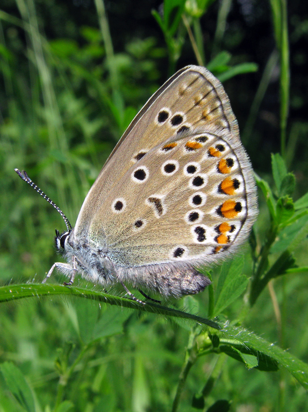 modráčik  ušľachtilý Polyommatus amandus