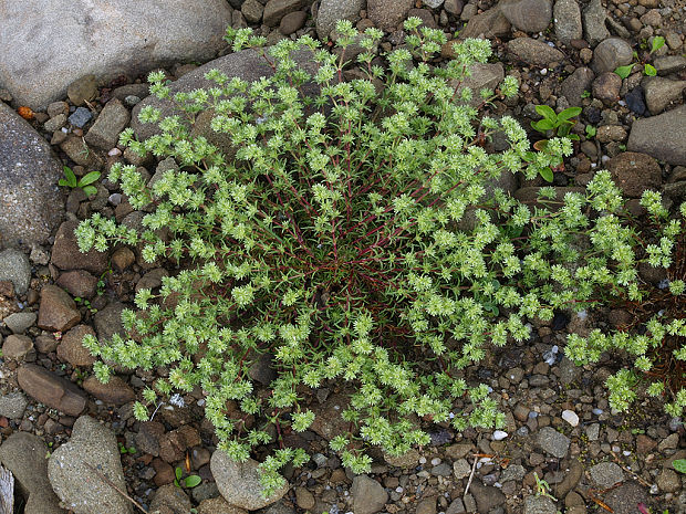 sklerant ročný Scleranthus cf. annuus