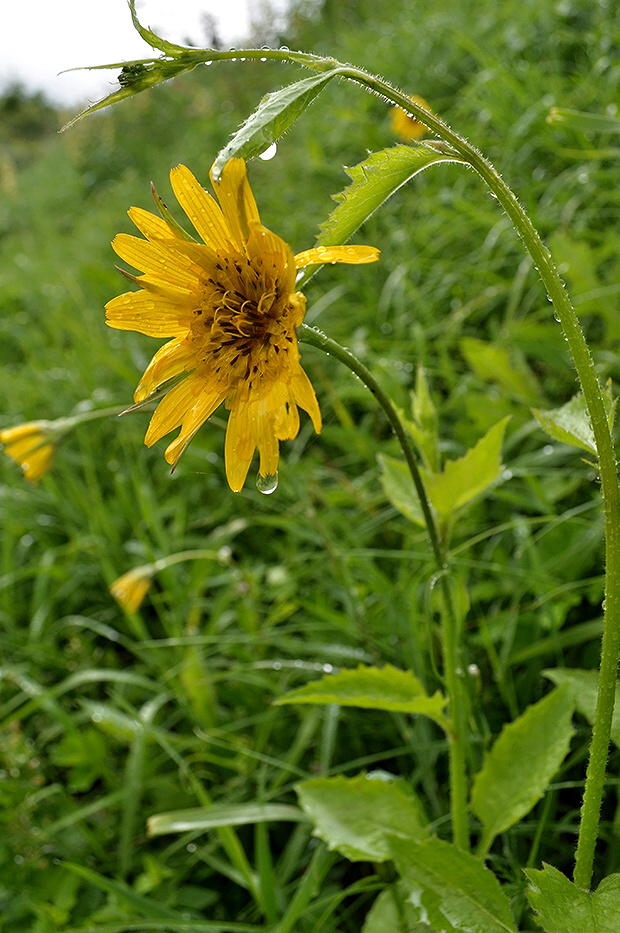 kozobrada východná Tragopogon orientalis L.