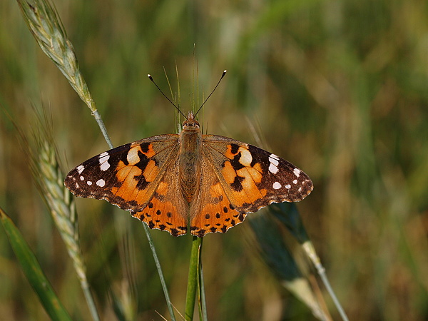 bábôčka bodliaková Vanessa cardui