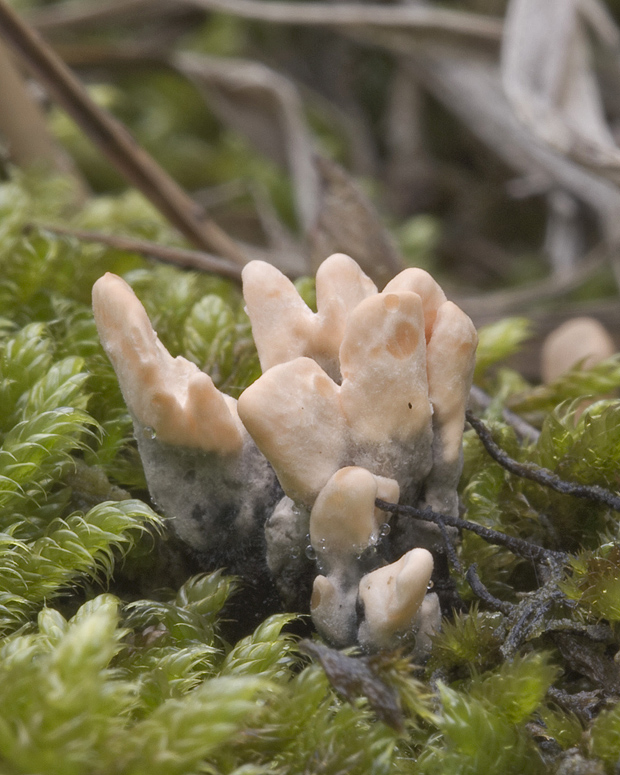 drevnatec? Xylaria sp.?