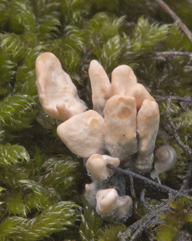 drevnatec? Xylaria sp.?