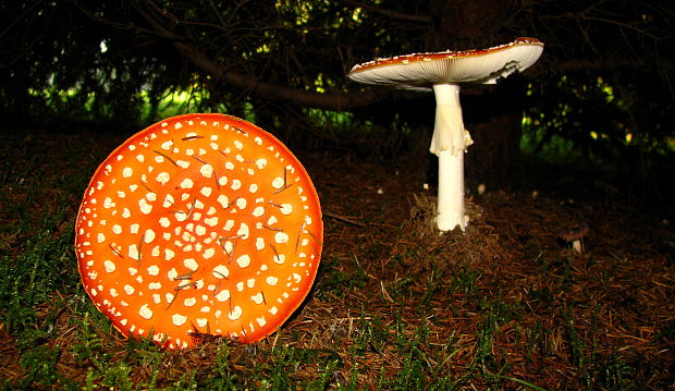 muchotrávka červená Amanita muscaria (L.) Lam.