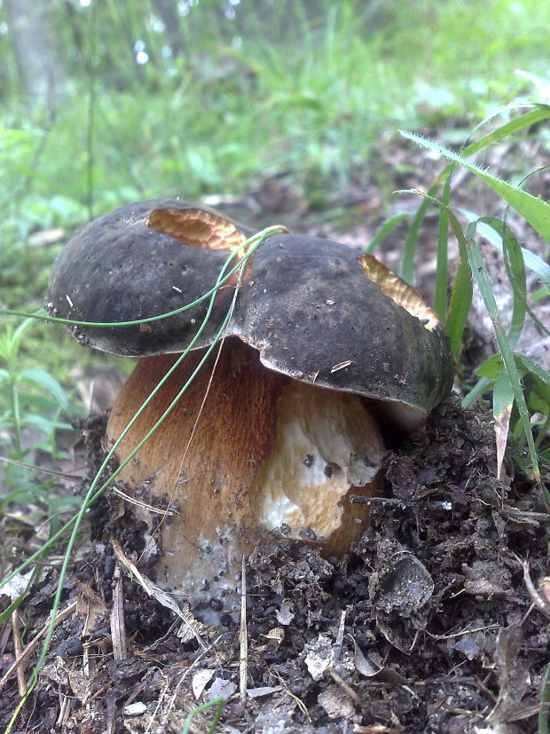 hríb bronzový Boletus aereus Bull. ex Fr.