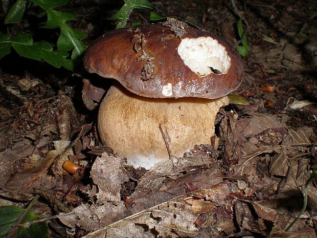 hríb dubový Boletus reticulatus Schaeff.