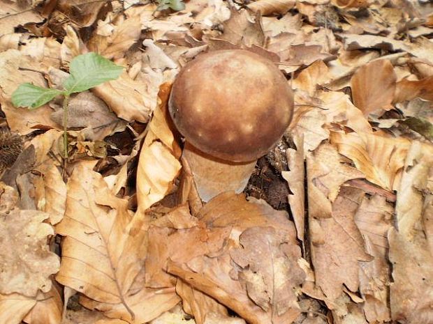 hríb dubový Boletus reticulatus Schaeff.