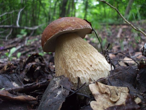 hríb dubový Boletus reticulatus Schaeff.