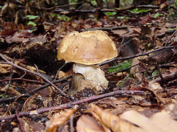 hríb dubový Boletus reticulatus Schaeff.