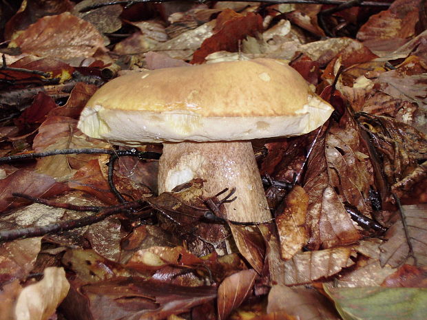 hríb dubový Boletus reticulatus Schaeff.