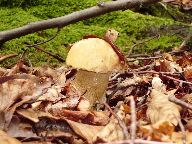 hríb dubový Boletus reticulatus Schaeff.