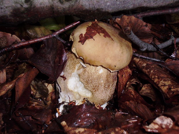 hríb dubový Boletus reticulatus Schaeff.