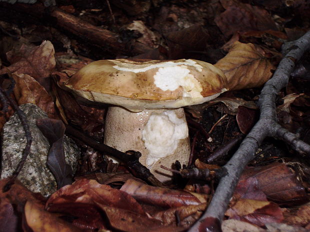 hríb dubový Boletus reticulatus Schaeff.