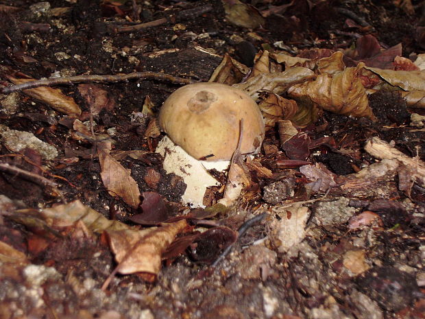 hríb dubový Boletus reticulatus Schaeff.