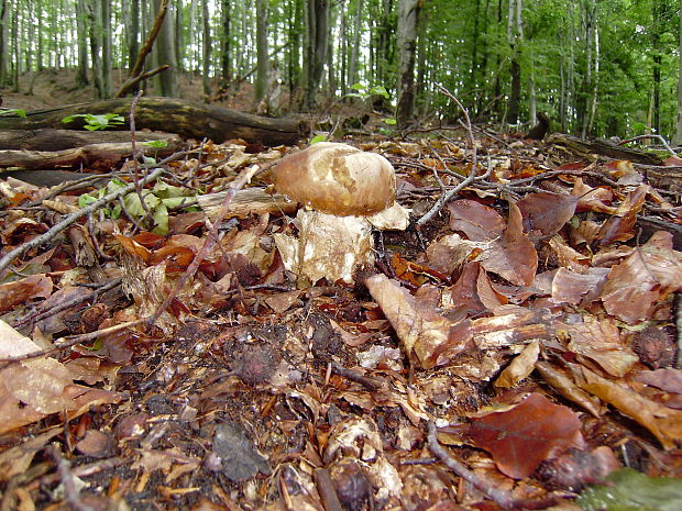 hríb dubový Boletus reticulatus Schaeff.