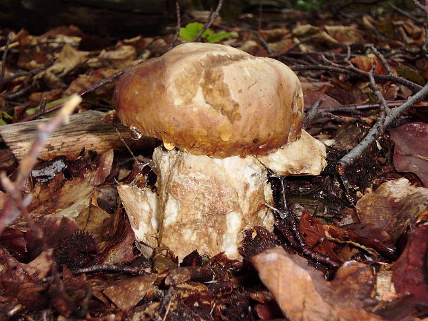 hríb dubový Boletus reticulatus Schaeff.