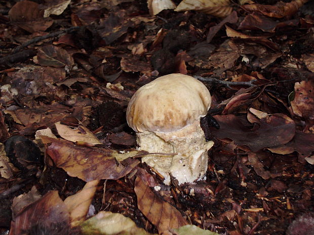 hríb dubový Boletus reticulatus Schaeff.