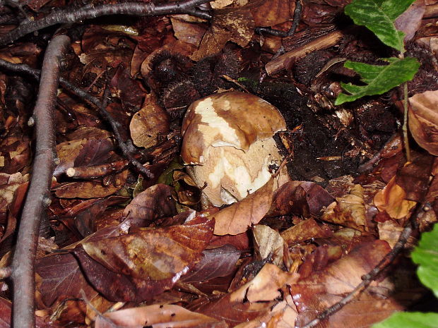 hríb dubový Boletus reticulatus Schaeff.