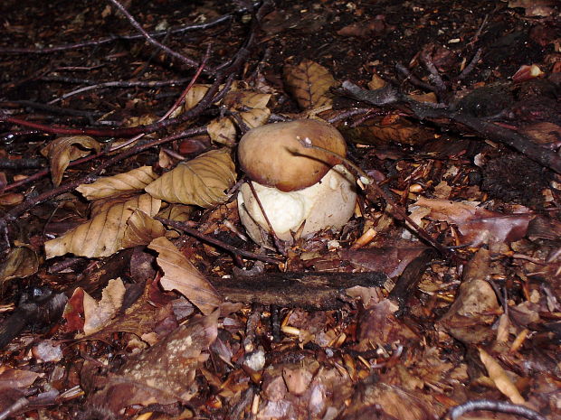 hríb dubový Boletus reticulatus Schaeff.