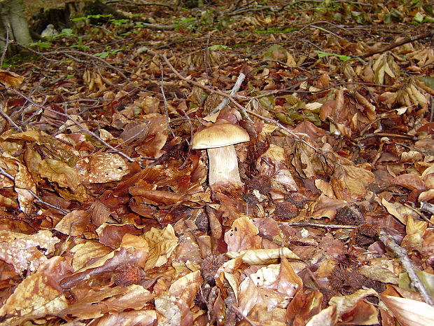 hríb dubový Boletus reticulatus Schaeff.