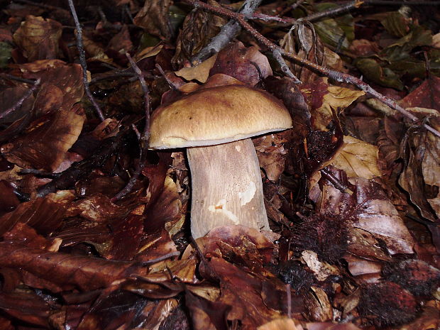 hríb dubový Boletus reticulatus Schaeff.