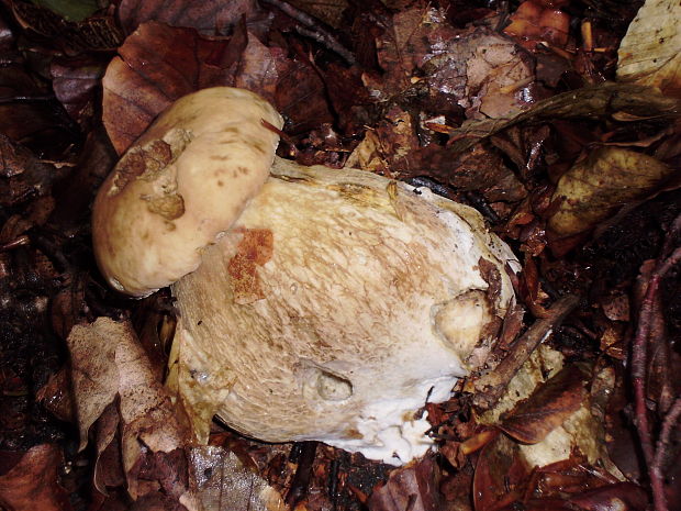 hríb dubový Boletus reticulatus Schaeff.