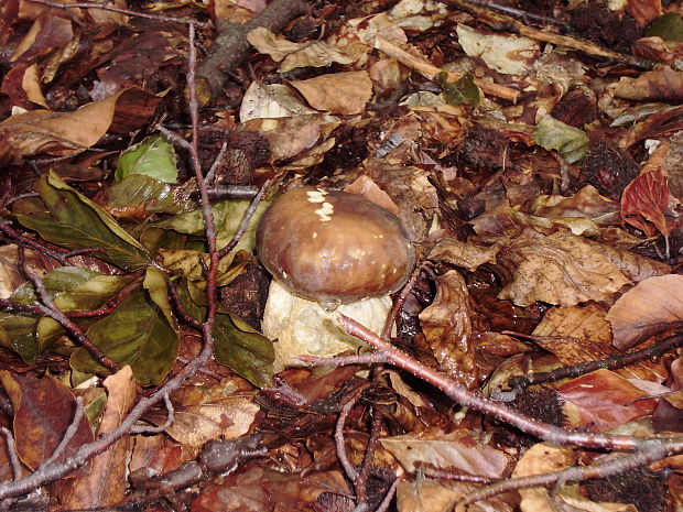 hríb dubový Boletus reticulatus Schaeff.