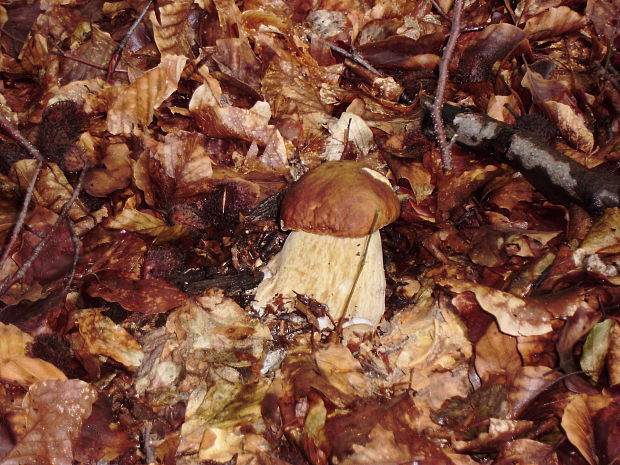 hríb dubový Boletus reticulatus Schaeff.