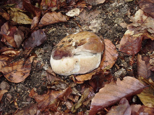 hríb dubový Boletus reticulatus Schaeff.