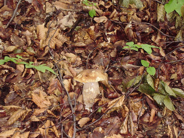 hríb dubový Boletus reticulatus Schaeff.