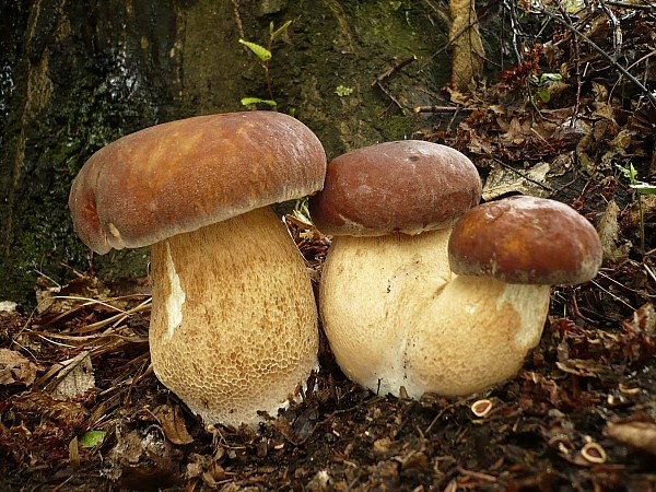 hríb dubový Boletus reticulatus Schaeff.