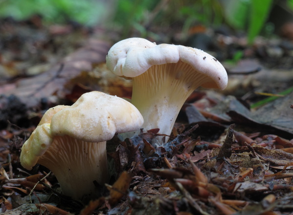 kuriatko bledé? Cantharellus pallens?