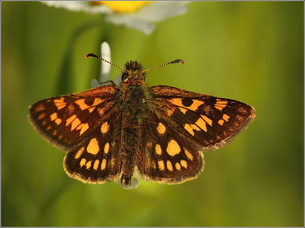 súmračník skorocelový Carterocephalus palaemon