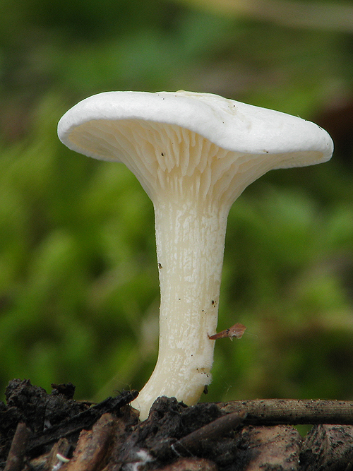 strmuľka hrabanková ? Clitocybe phyllophila ?