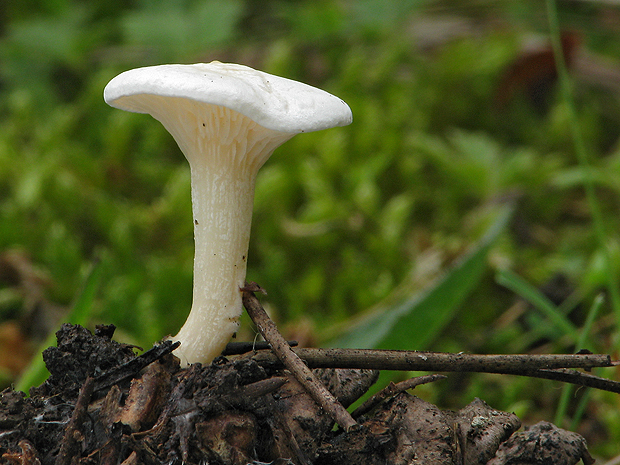 strmuľka hrabanková ? Clitocybe phyllophila ?