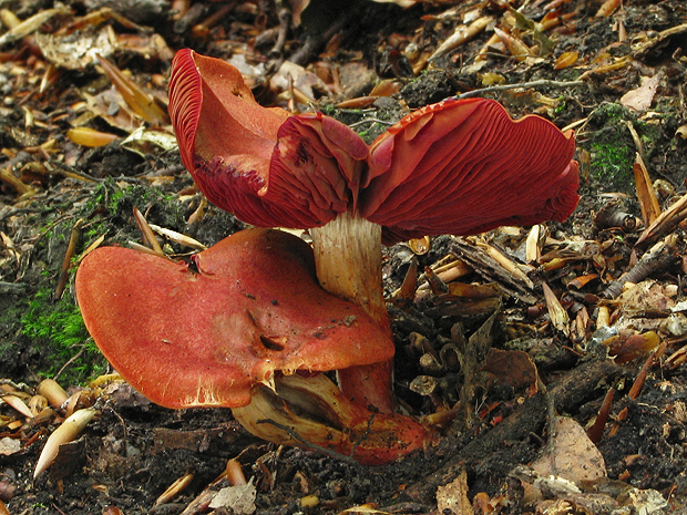 pavučinovec Cortinarius sp.