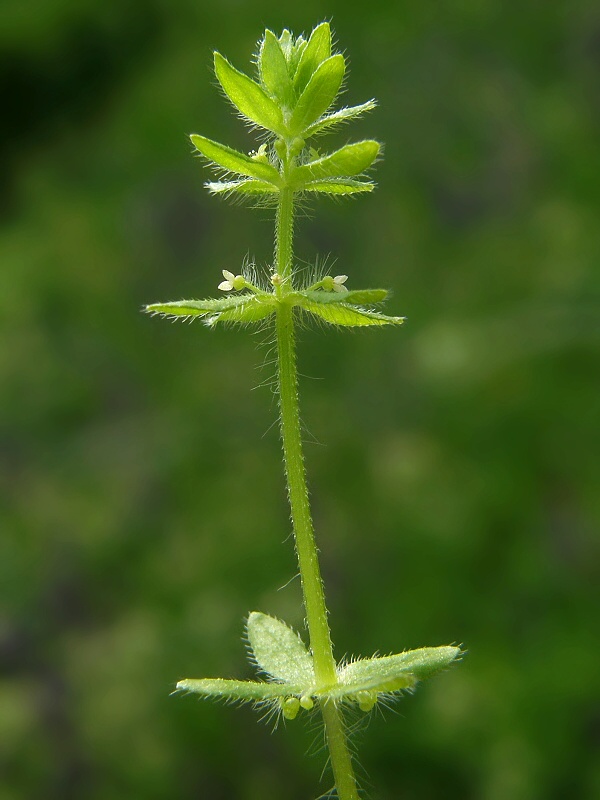 krížavka piemontská Cruciata pedemontana (Bellardi) Ehrend.