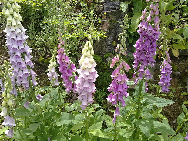 náprstník červený Digitalis purpurea L.