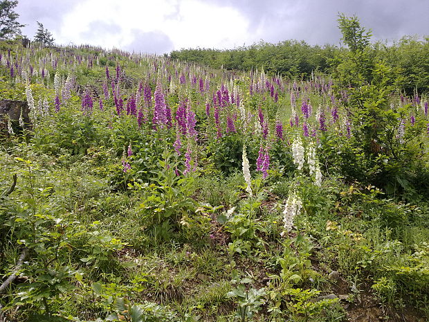 náprstník červený Digitalis purpurea L.