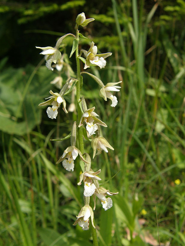 kruštík močiarny Epipactis palustris (L.) Crantz