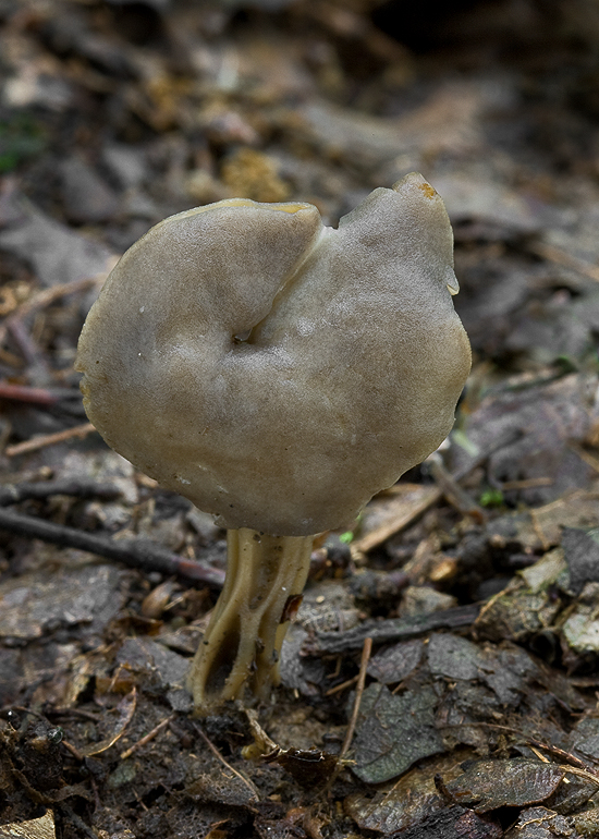 chriapač jamkatý Helvella lacunosa Afzel.