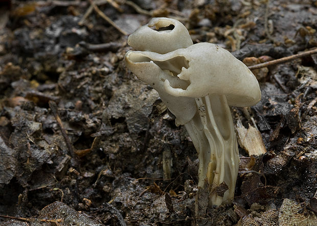 chriapač jamkatý Helvella lacunosa Afzel.