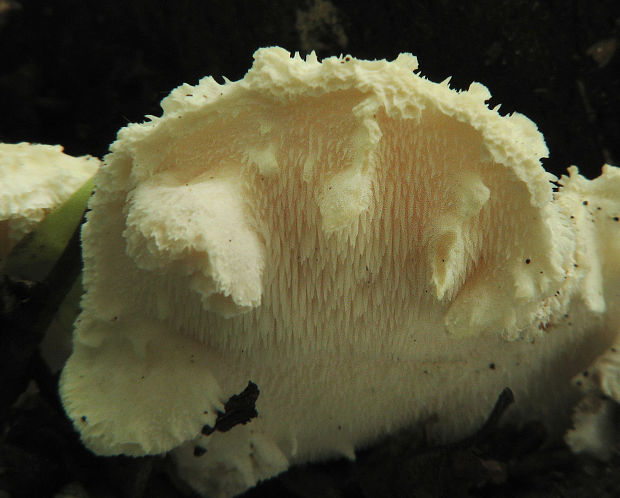 koralovec trúdnikovitý Hericium cirrhatum (Pers.) Nikol.